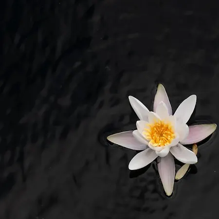 Semesterbostad Lily - Sunny Flowers *