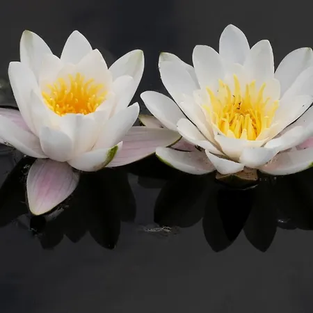 Lily - Sunny Flowers Semesterbostad *